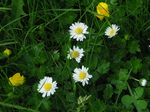 26502 Daisies.jpg